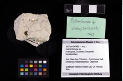 NHMW-GEO-2007z0149-0465_Ol_03.tifCulmenformosa sp.  (NHMW-GEO-2007z0149-0465)